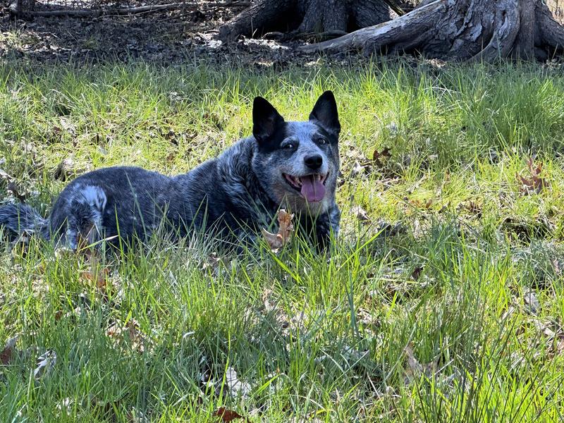 She’s an Interceptor dog !