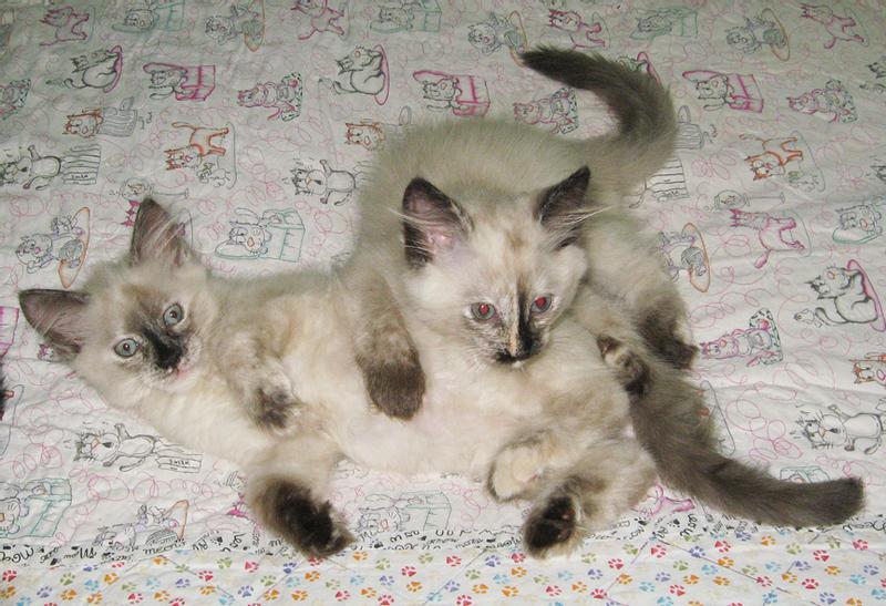 The girls did not like