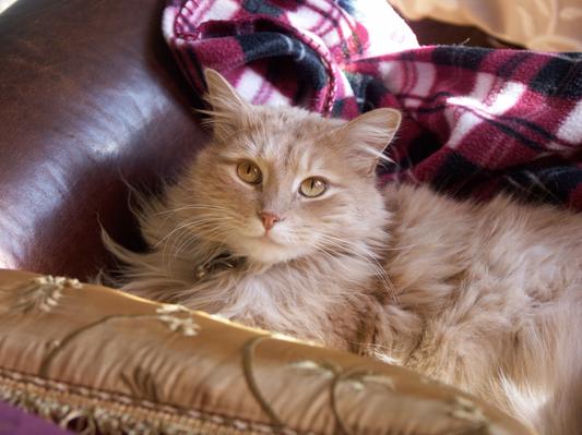 Wilson