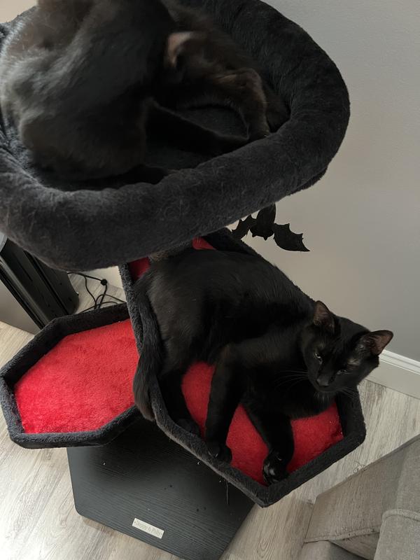 Both boys snuggled up in the tree! One of their favorite spots, after the windowsill ledge.