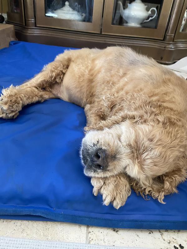 16+ year old Jonesy loves this bed.  Happy napping