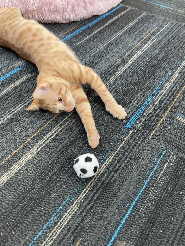 Taz stopped playing with it when the noise went off.