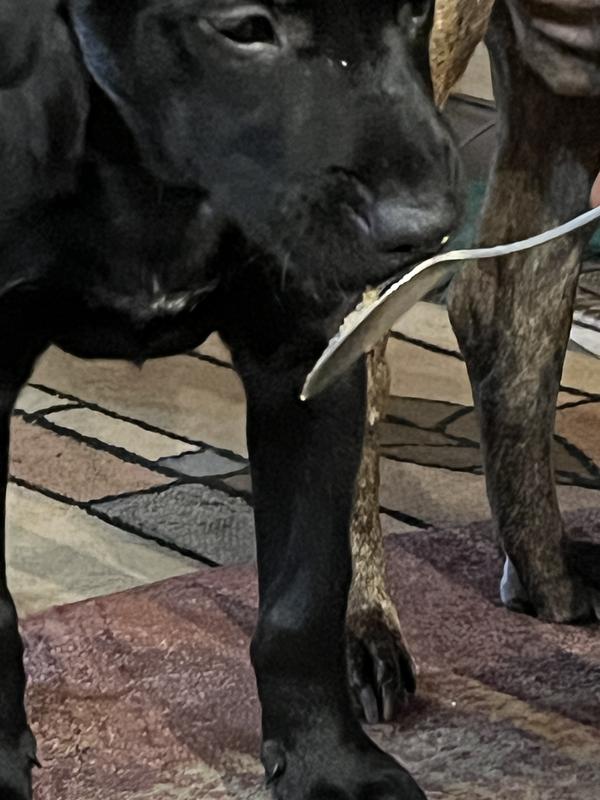 Spoon-licking goodness