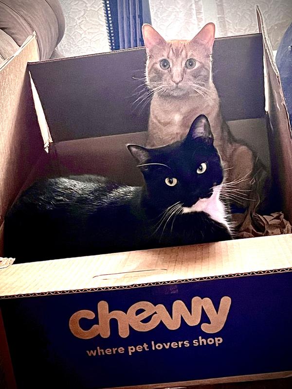 Boo and Cheese love Chewy delivery day!