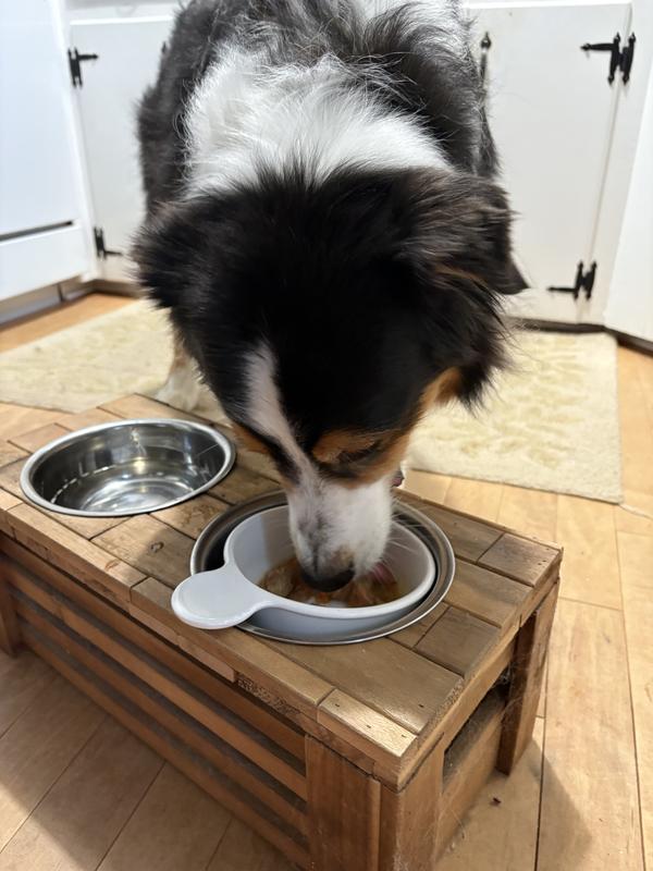 Walter the Senior Aussie