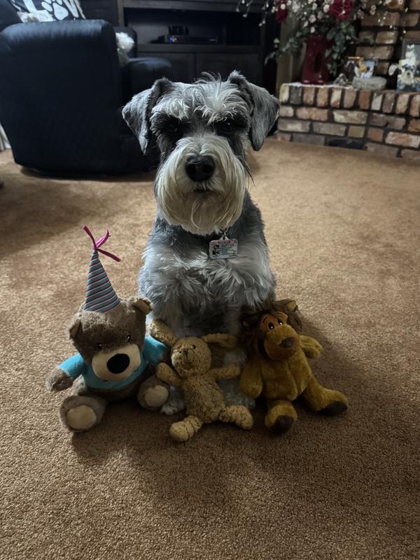 FRISCO Birthday Bear Plush Squeaky Dog Toy, Medium - Chewy.com