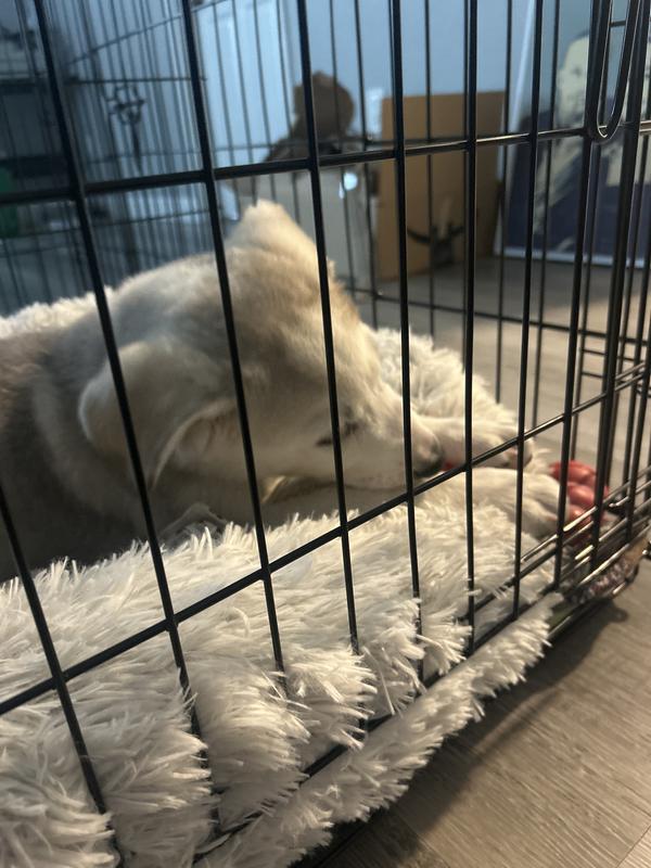 Bear enjoying his new favorite chewy