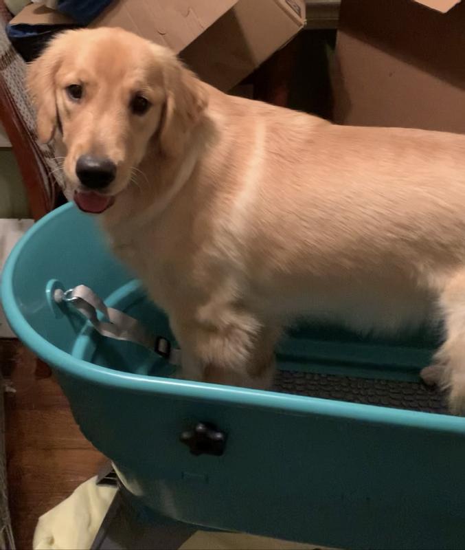 Tryout by Golden Retriever
