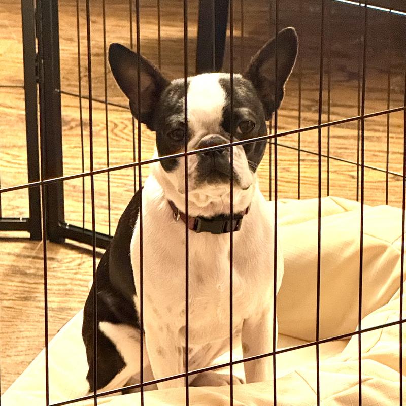 Harley loves her new bed!