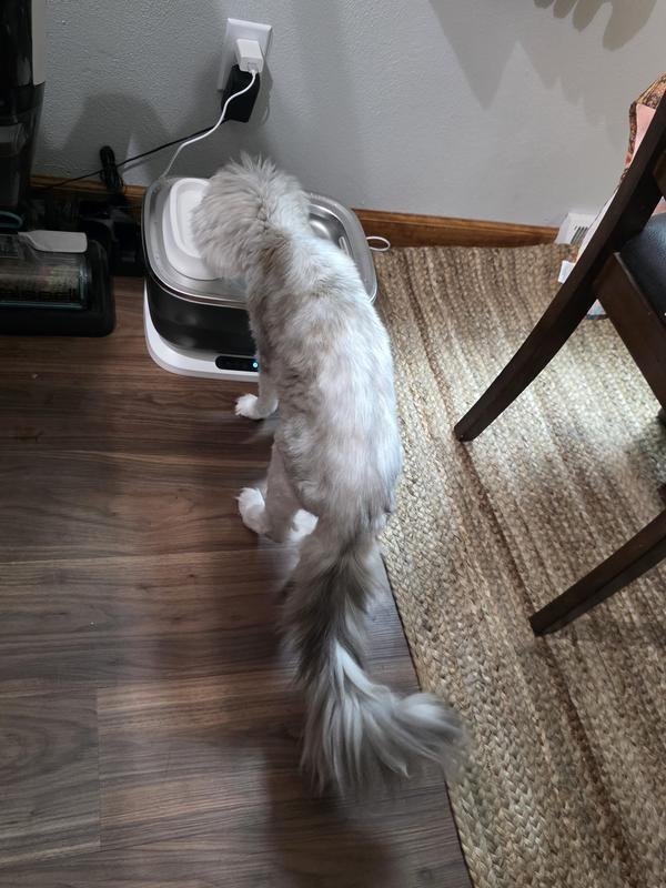 My Maine Coon also likes some fresh water