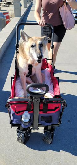 Maddie going for a walk