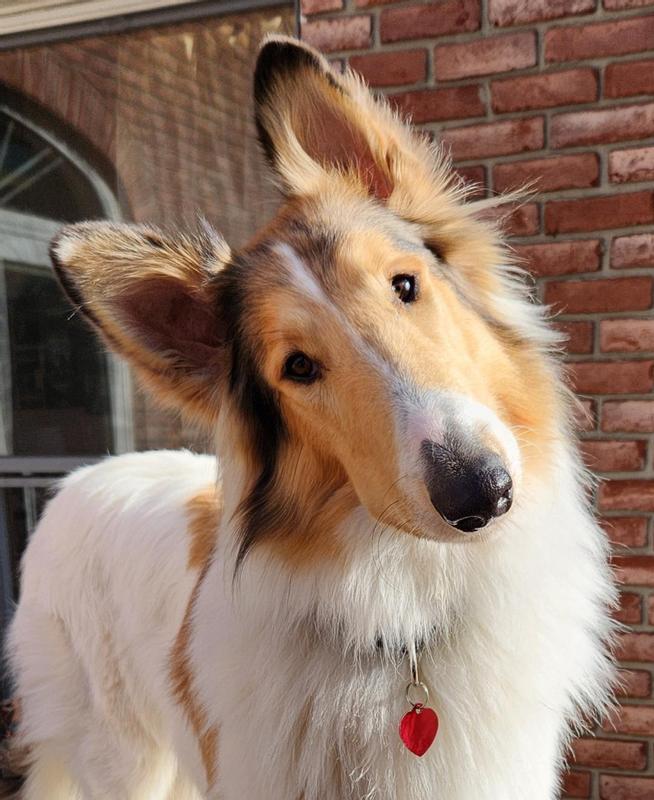 Ahh, a head tilt for cuteness, but a heavy chewer for toys! Gotta love Oliver and his nylabones!