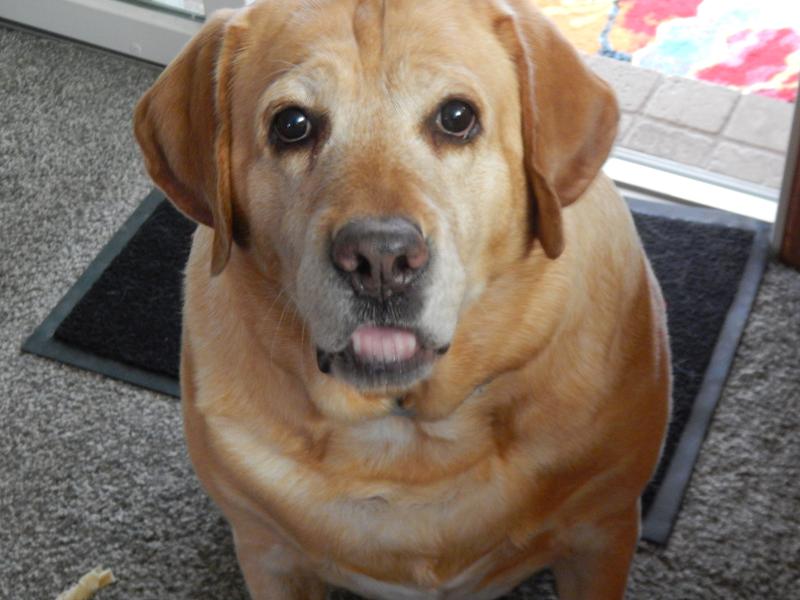 Boomer sure loves his Chewy snacks!