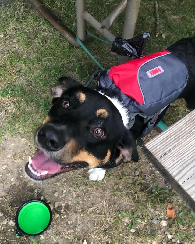 Kong store dog backpack