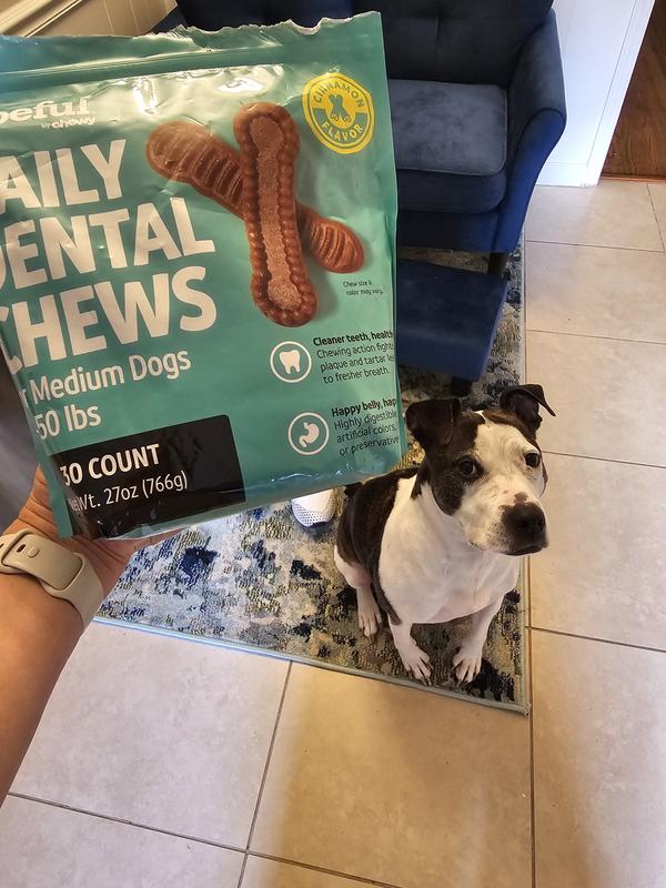 Anna eagerly awaiting her new treat!