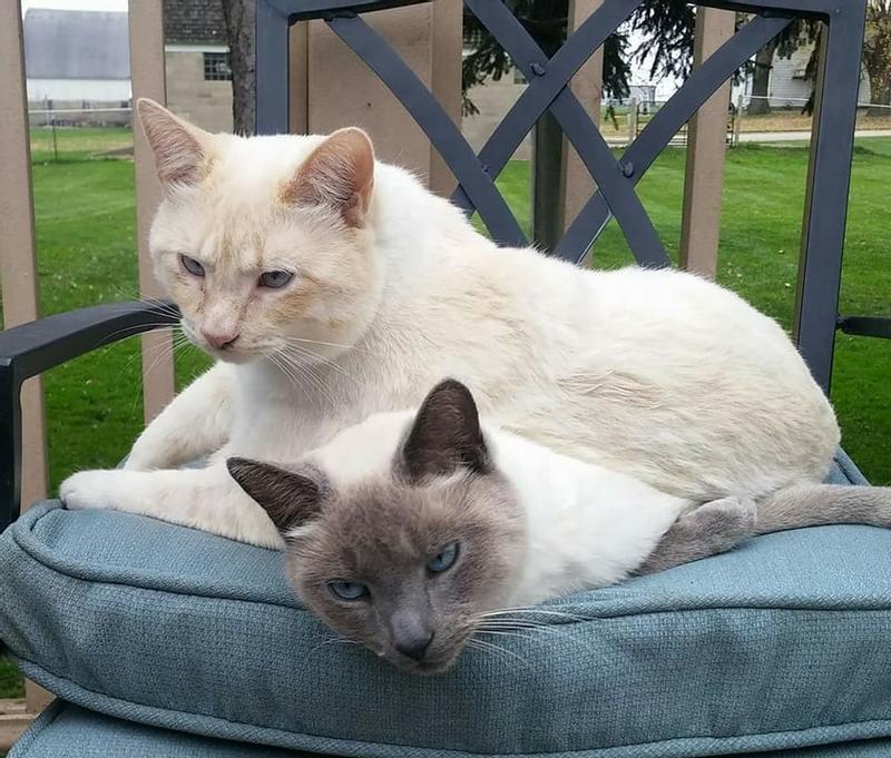 Marvin is the one on top and Chong is below.