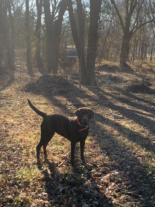 Brownie wearing her Bark Collar
