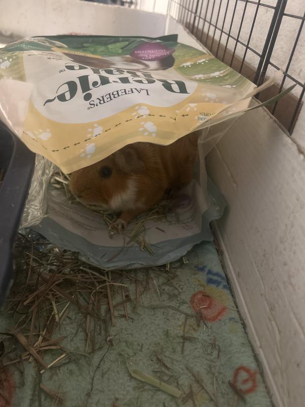 They love it so much they dive right into the bag!