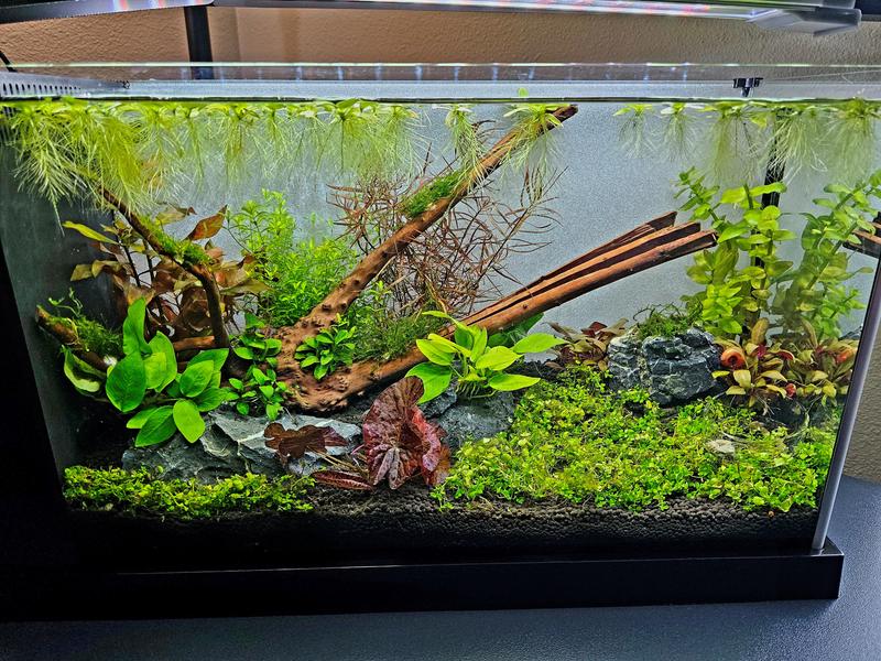 Eheim Bio Media keeps my water crystal clear!