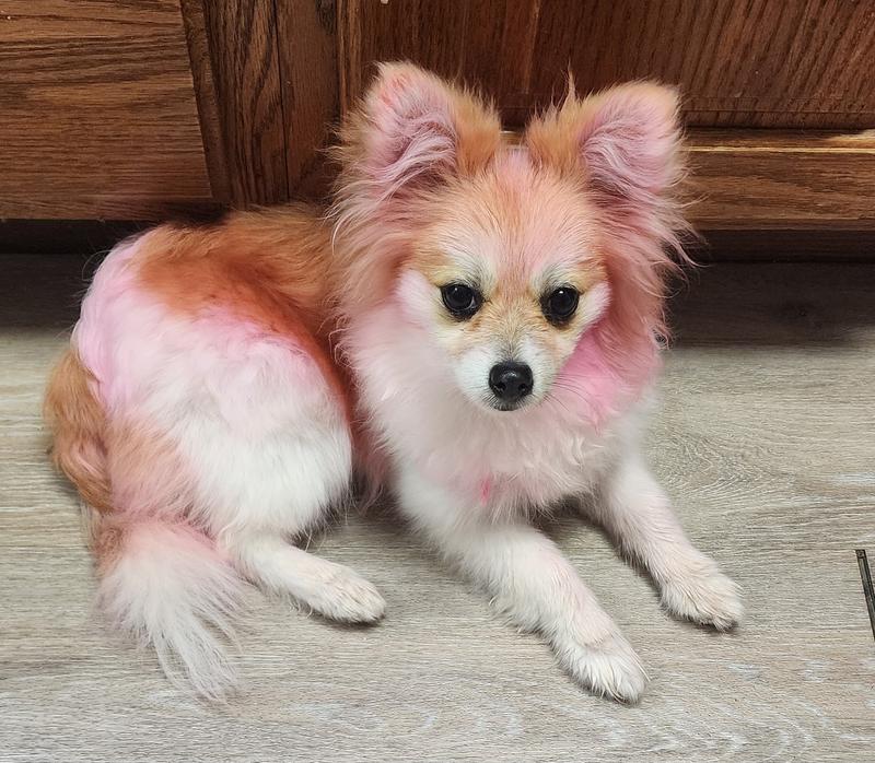 Dog Hair Dye Dropship Color Dog Safe Hair Dye Non Toxic