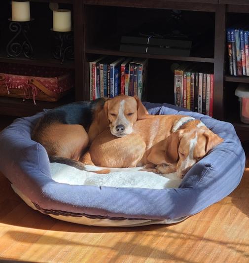 HAPPY HOUNDS Marley Donut Dog Bed, Denim, Large - Chewy.com