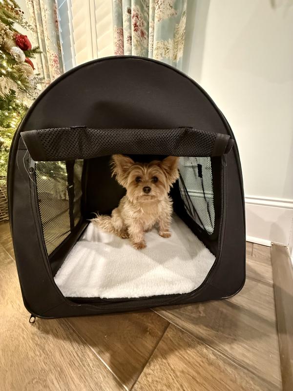 View of front opening - 8 pound Morkie