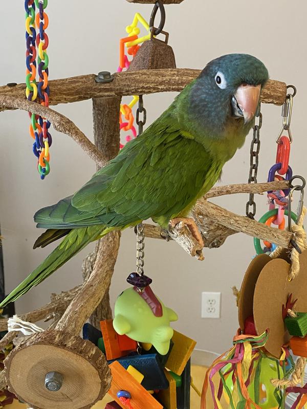 Gonzo - willing product tester