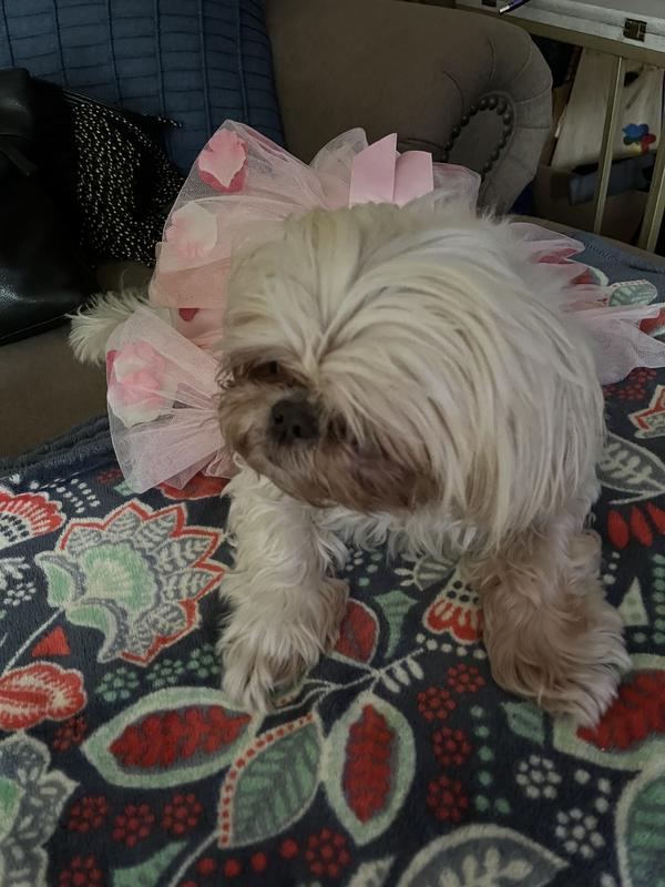 A tutu is a must after a bath and brushing. He