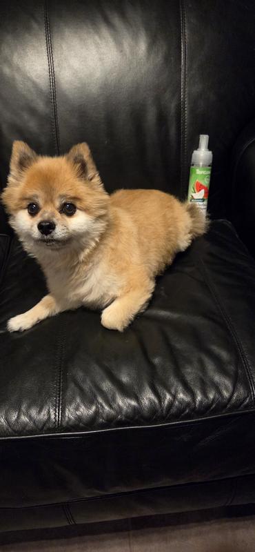 Hauss hanging out and smelling