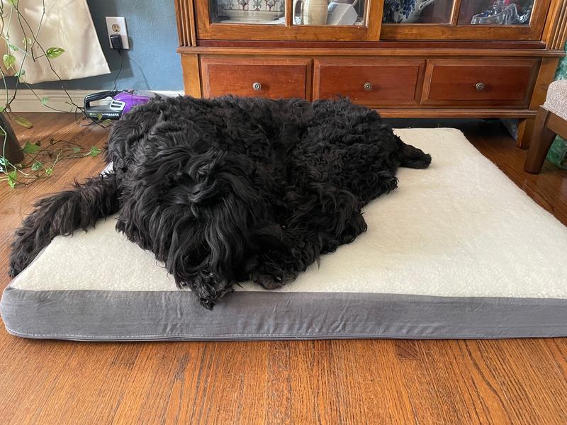 This is our 10 year old Black Russian Terrier Timur. He loves his bed.