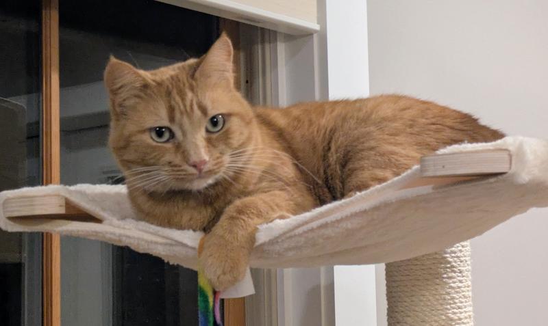 Relaxed orange cat on cat tree hammock
