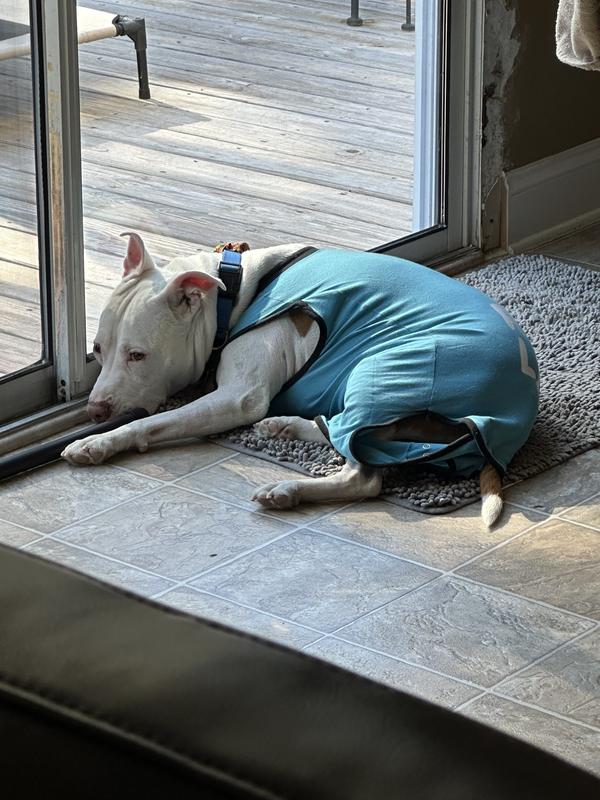 Here shows the little droopiness as it has stretched out.