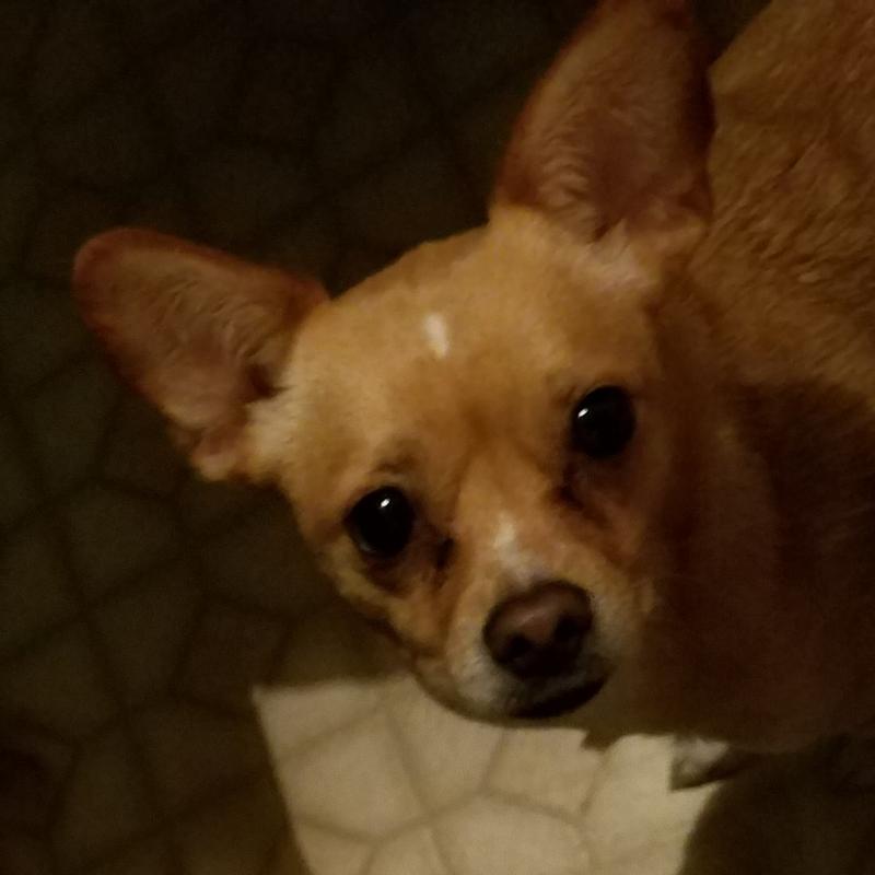 2 springs ago she & he caught a rabbit