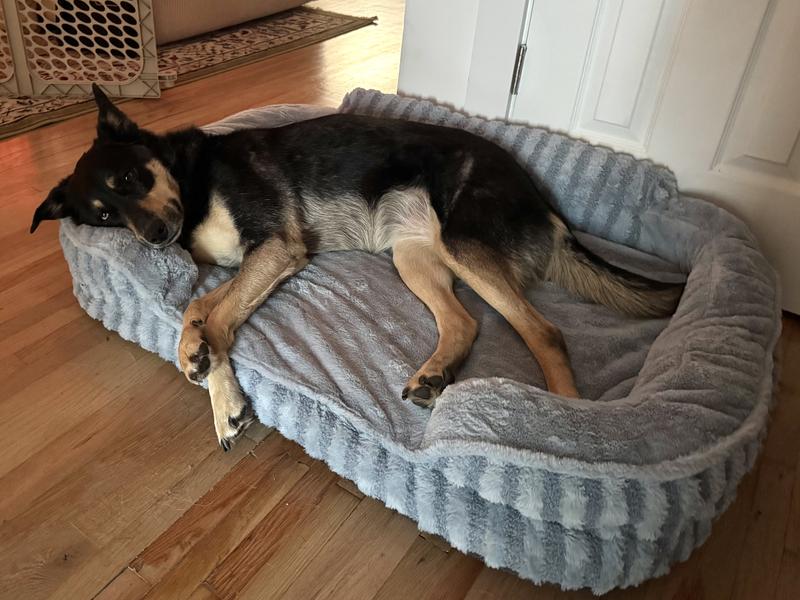 Medium/large size dog XL bed