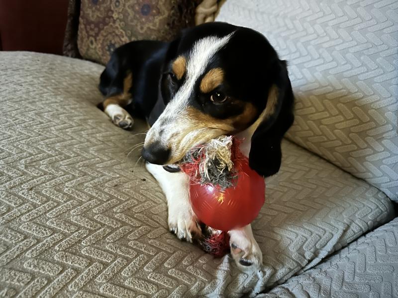 Enjoying my toy watching football