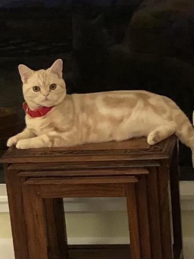 Prince Charlie!