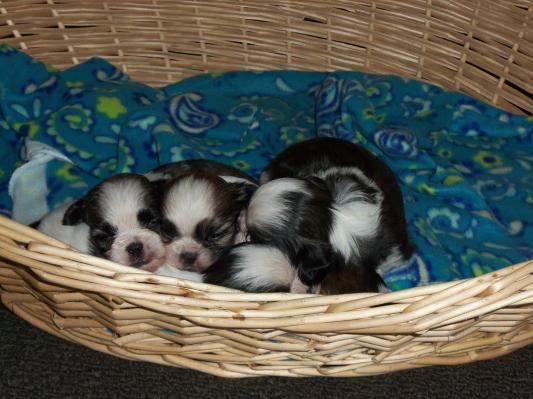 Shih Tzu Puppies
