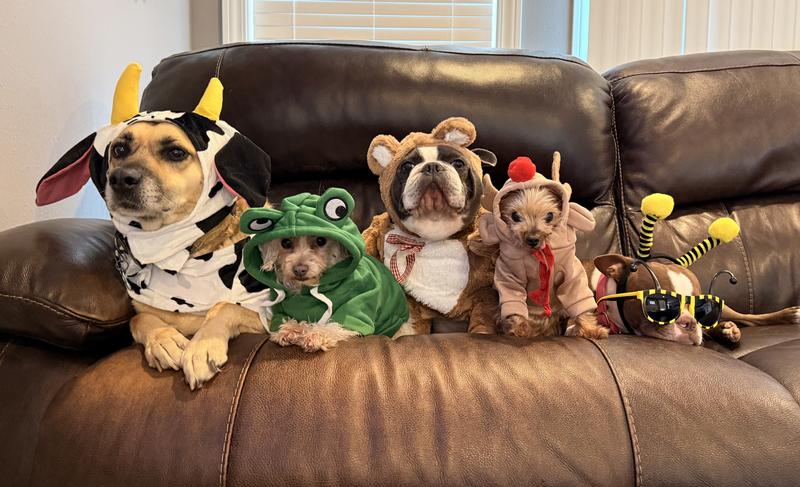 From left to right - Rowdy, Gabby, Mac, Peewee and Bella!!! It’s a monster mash!