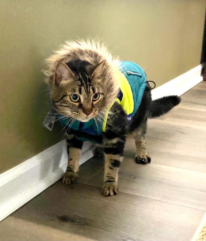 FRISCO Heavy Weight Urban City Colorblock Dog & Cat Parka with Sherpa ...