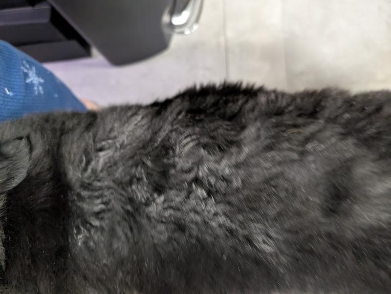 White residue on my dog