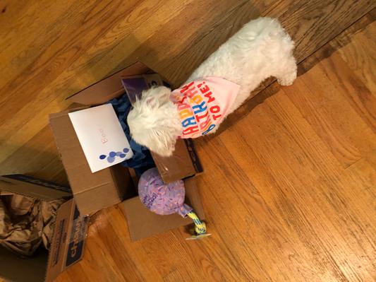 Boo and her Birthday surprise from Chewy