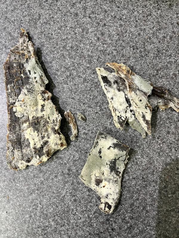 Picture of the mold on the treats