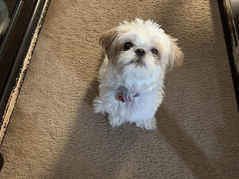 This is Candi! My 3 1/2 yr old Shih Tzu