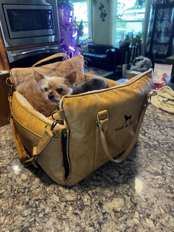 My Yorkie Kassidy. She weighs 9 pounds.