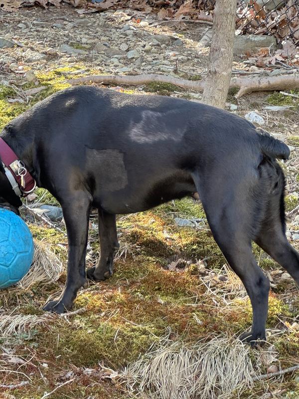 Seasonal flank alopecia BEFORE melatonin