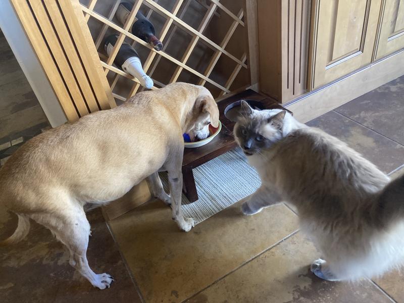 You can't have this Newton