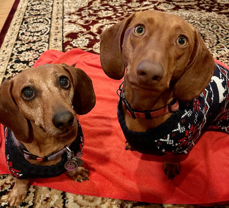 Fit my Dachshunds great!