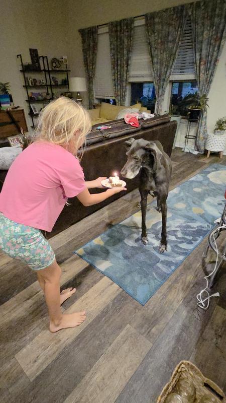 Great Dane receiving her birthday cake
