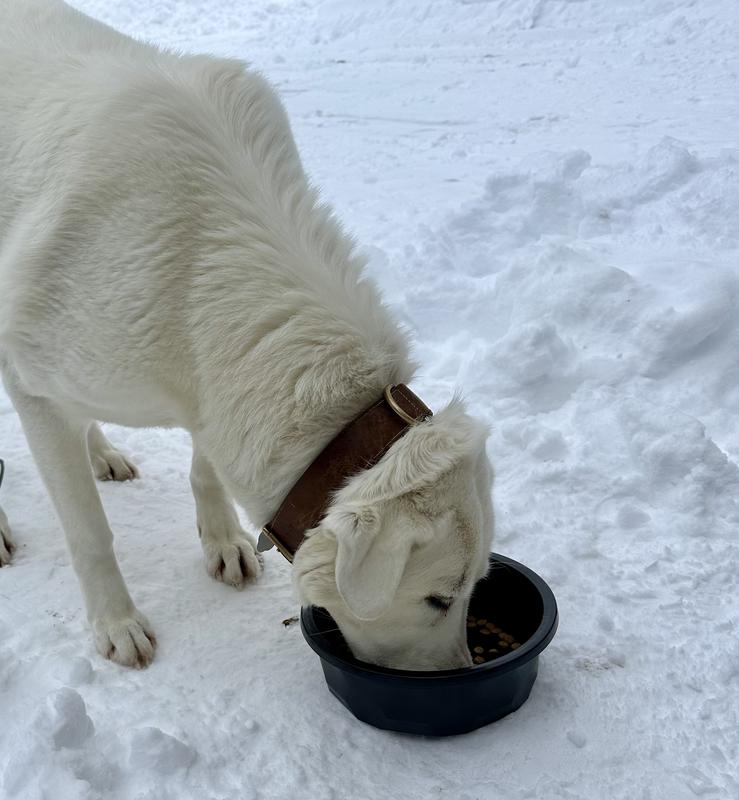 Perfect for my big dog