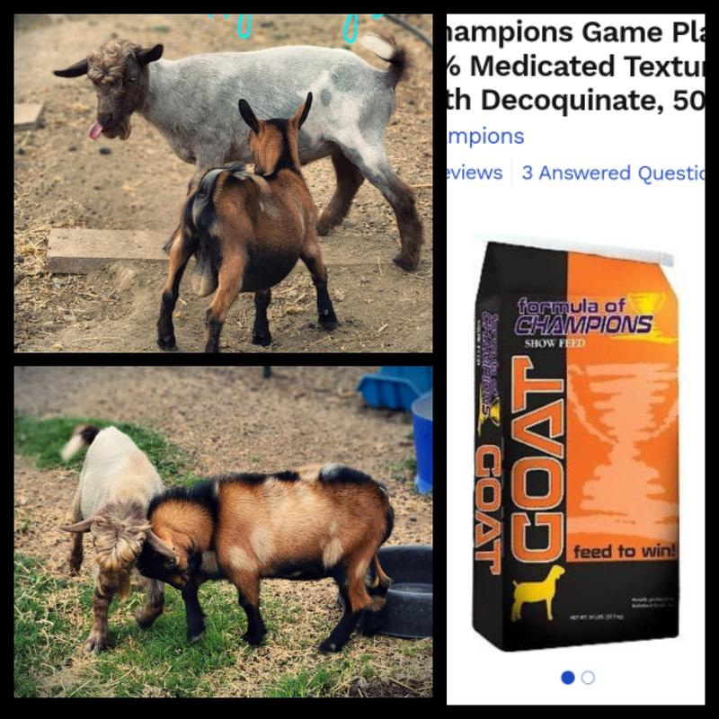 The buddy we got and our buckling.